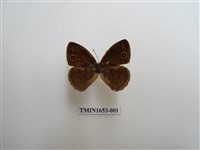 藏品(淡色眉眼蝶)的圖片